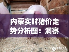 内蒙实时猪价走势分析图:洞察市场动态,把握养殖商机
