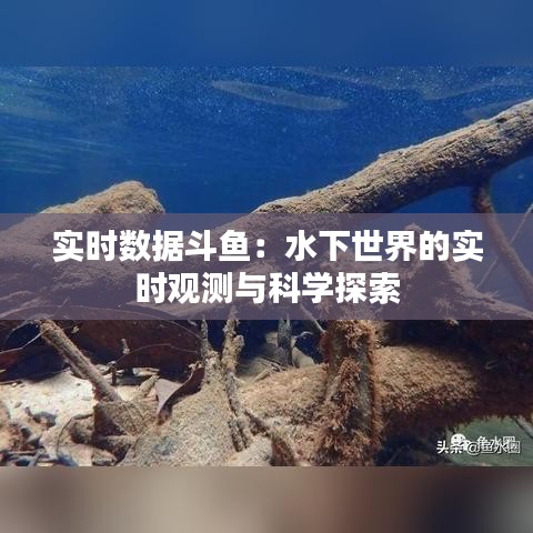 实时数据斗鱼:水下世界的实时观测与科学探索