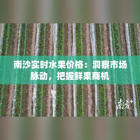 南沙实时水果价格:洞察市场脉动,把握鲜果商机