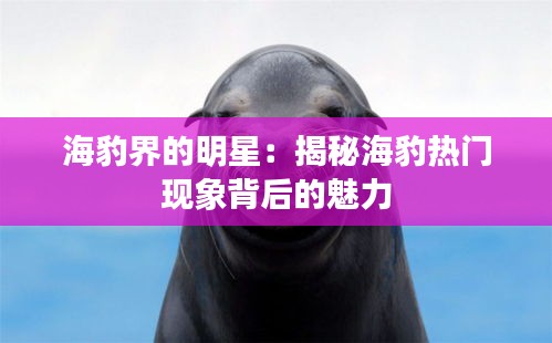 海豹界的明星:揭秘海豹热门现象背后的魅力