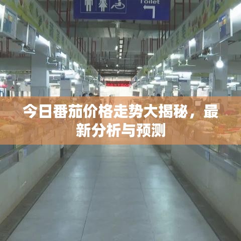 今日番茄价格走势大揭秘,最新分析与预测