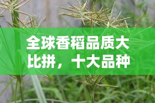 全球香稻品质大比拼,十大品种上榜!
