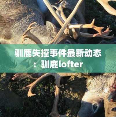 驯鹿失控事件最新动态:驯鹿lofter