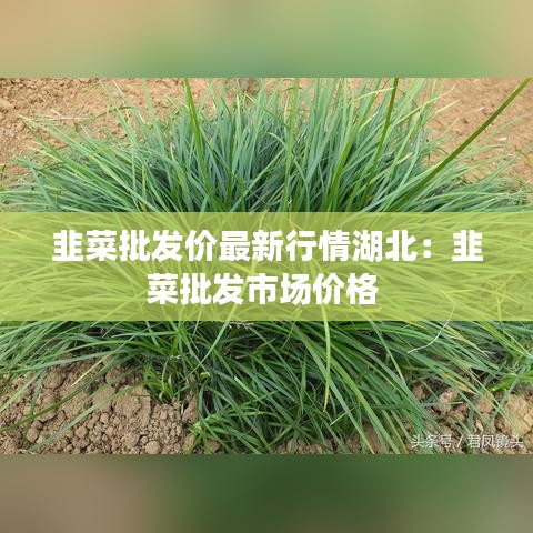 韭菜批发价最新行情湖北：韭菜批发市场价格 
