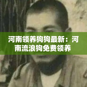 河南领养狗狗最新:河南流浪狗免费领养