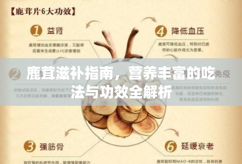 鹿茸滋补指南,营养丰富的吃法与功效全解析