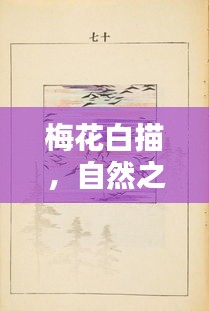 梅花白描,自然之美与艺术魅力的探寻(百度收录)