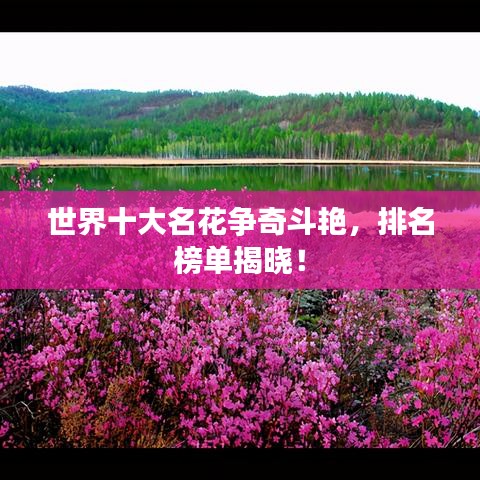 世界十大名花争奇斗艳,排名榜单揭晓!