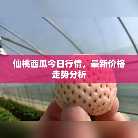 仙桃西瓜今日行情,最新价格走势分析
