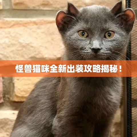 怪兽猫咪全新出装攻略揭秘！