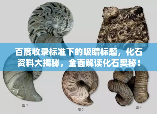 百度收录标准下的吸睛标题,化石资料大揭秘,全面解读化石奥秘!
