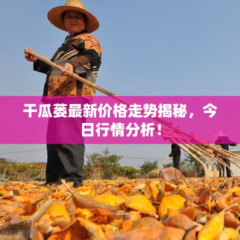 干瓜蒌最新价格走势揭秘，今日行情分析！