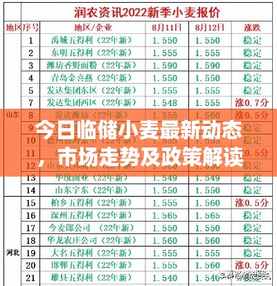 今日临储小麦最新动态,市场走势及政策解读