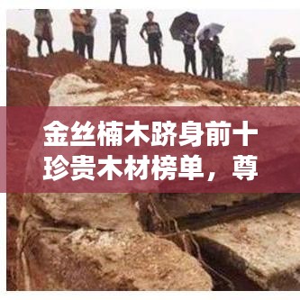 金丝楠木跻身前十珍贵木材榜单，尊贵地位无可撼动