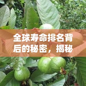 全球寿命排名背后的秘密,揭秘影响期望寿命的关键因素