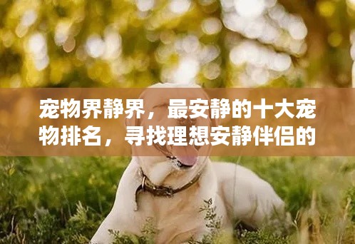 宠物界静界,最安静的十大宠物排名,寻找理想安静伴侣的首选!
