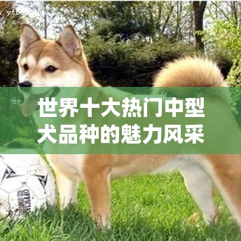 世界十大热门中型犬品种的魅力风采揭秘!