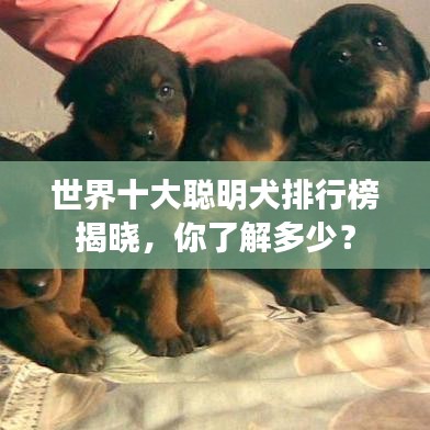 世界十大聪明犬排行榜揭晓，你了解多少？