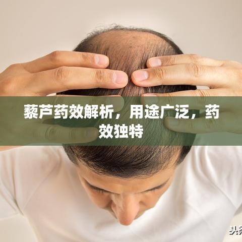 藜芦药效解析，用途广泛，药效独特