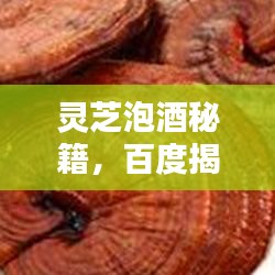灵芝泡酒秘籍,百度揭示的灵芝用法奥秘