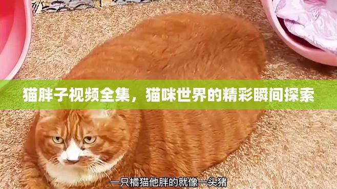 猫胖子视频全集,猫咪世界的精彩瞬间探索