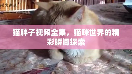 猫胖子视频全集,猫咪世界的精彩瞬间探索