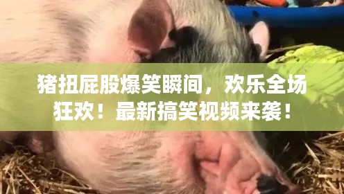 猪扭屁股爆笑瞬间,欢乐全场狂欢!最新搞笑视频来袭!