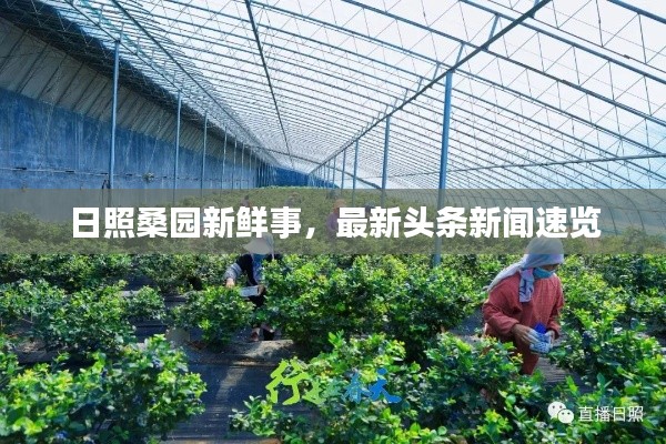 日照桑园新鲜事,最新头条新闻速览