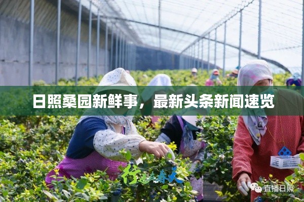 日照桑园新鲜事,最新头条新闻速览