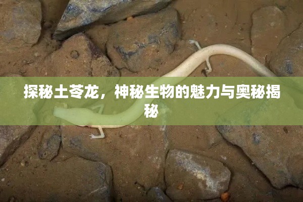 探秘土苓龙,神秘生物的魅力与奥秘揭秘