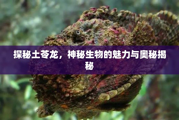 探秘土苓龙,神秘生物的魅力与奥秘揭秘
