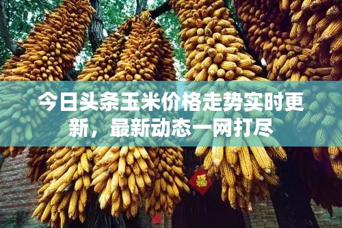 今日头条玉米价格走势实时更新,最新动态一网打尽