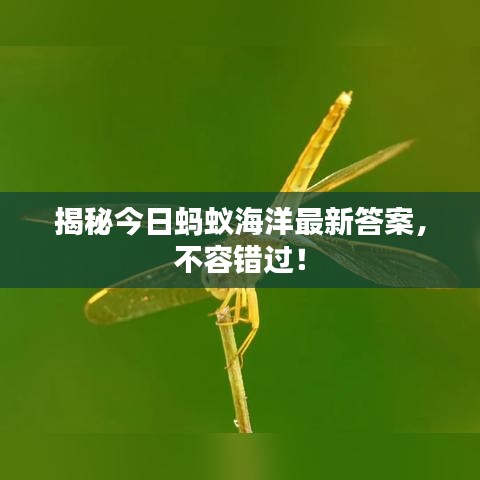 揭秘今日蚂蚁海洋最新答案,不容错过!