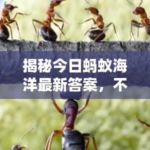 揭秘今日蚂蚁海洋最新答案,不容错过!